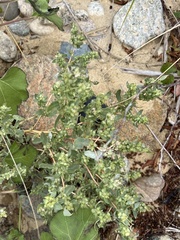 Atriplex cristata