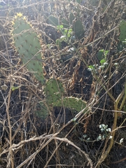 Opuntia