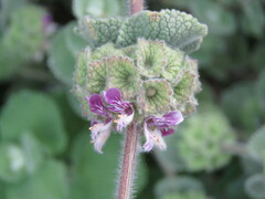 Pseudodictamnus hirsutus