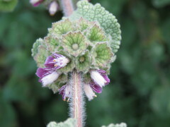 Pseudodictamnus hirsutus