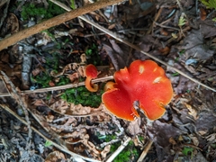 Hygrocybe punicea