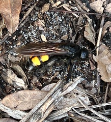 Pygodasis quadrimaculata