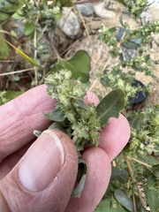 Atriplex cristata