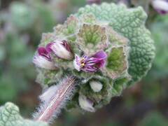 Pseudodictamnus hirsutus