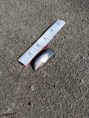 Mytilus californianus