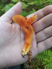 Hygrocybe punicea
