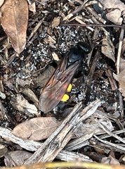 Pygodasis quadrimaculata