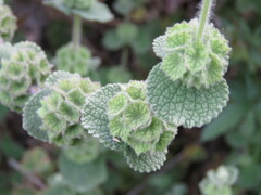 Pseudodictamnus hirsutus