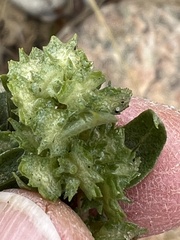 Atriplex cristata
