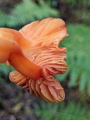 Hygrocybe punicea