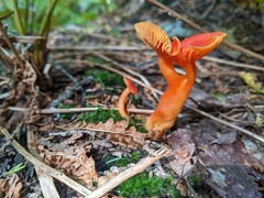 Hygrocybe punicea