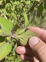 Coleus graveolens