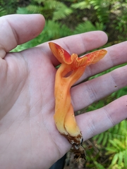Hygrocybe punicea