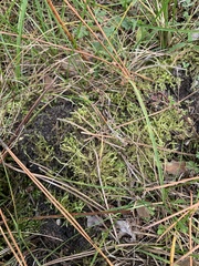 Sphagnum