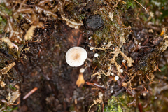 Marasmiellus praeacutus