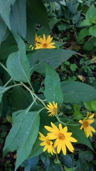 Helianthus tuberosus
