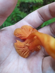Hygrocybe punicea