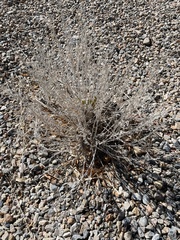 Artemisia tridentata