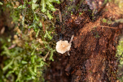 Marasmiellus praeacutus