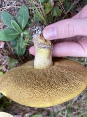 Suillus