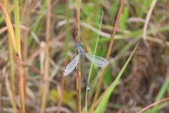 Lestes unguiculatus