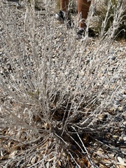 Artemisia tridentata