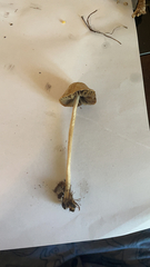 Agaricineae
