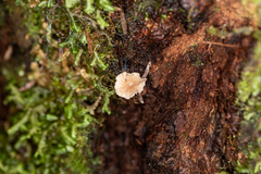 Marasmiellus praeacutus