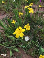 Sisyrinchium graminifolium