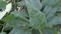 Helianthus tuberosus