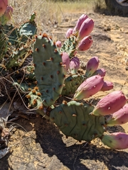 Opuntia