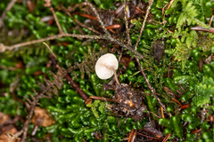 Marasmiellus praeacutus