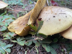 Suillus