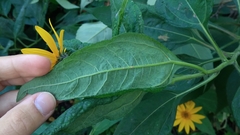 Helianthus tuberosus
