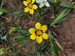 Sisyrinchium graminifolium