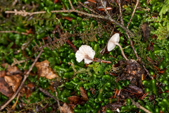 Marasmiellus praeacutus