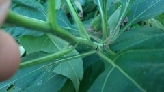 Helianthus tuberosus