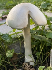 Leucoagaricus