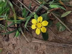 Sisyrinchium graminifolium