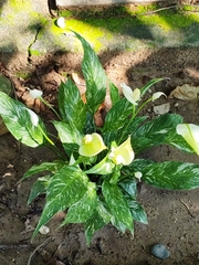 Spathiphyllum wallisii