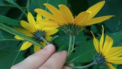 Helianthus tuberosus