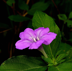 Ruellia humilis