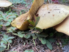 Suillus