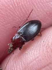 Calathus ruficollis