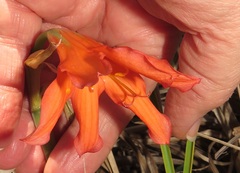 Cyrtanthus galpinii