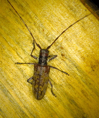 Monochamus maculosus