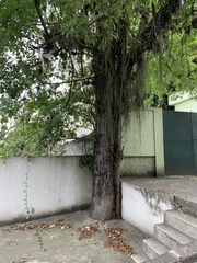 Ceiba speciosa