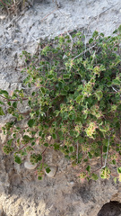 Acalypha monostachya