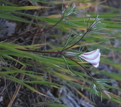 Linanthus dichotomus