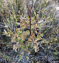 Chrysojasminum fruticans